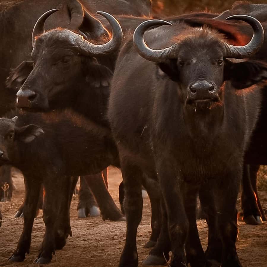 조베 국립공원 당일 여행 | GetYourGuide, image size:900x900