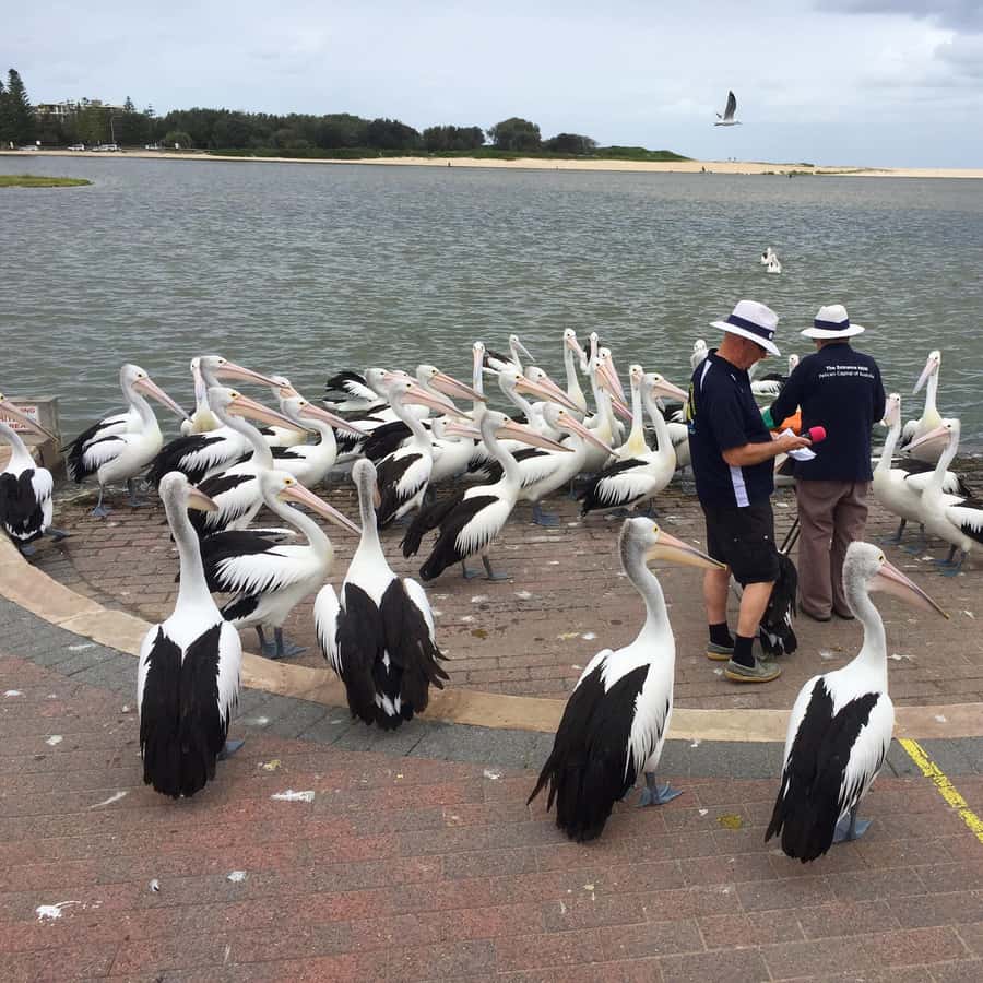 Central Coast Tour GetYourGuide