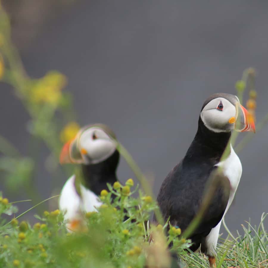 Reykjavik: 1-Hour Puffin Watching Tour