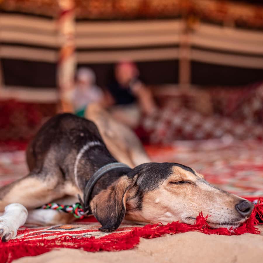 Dubai: Morning Bedouin Culture Safari, Traditional breakfast