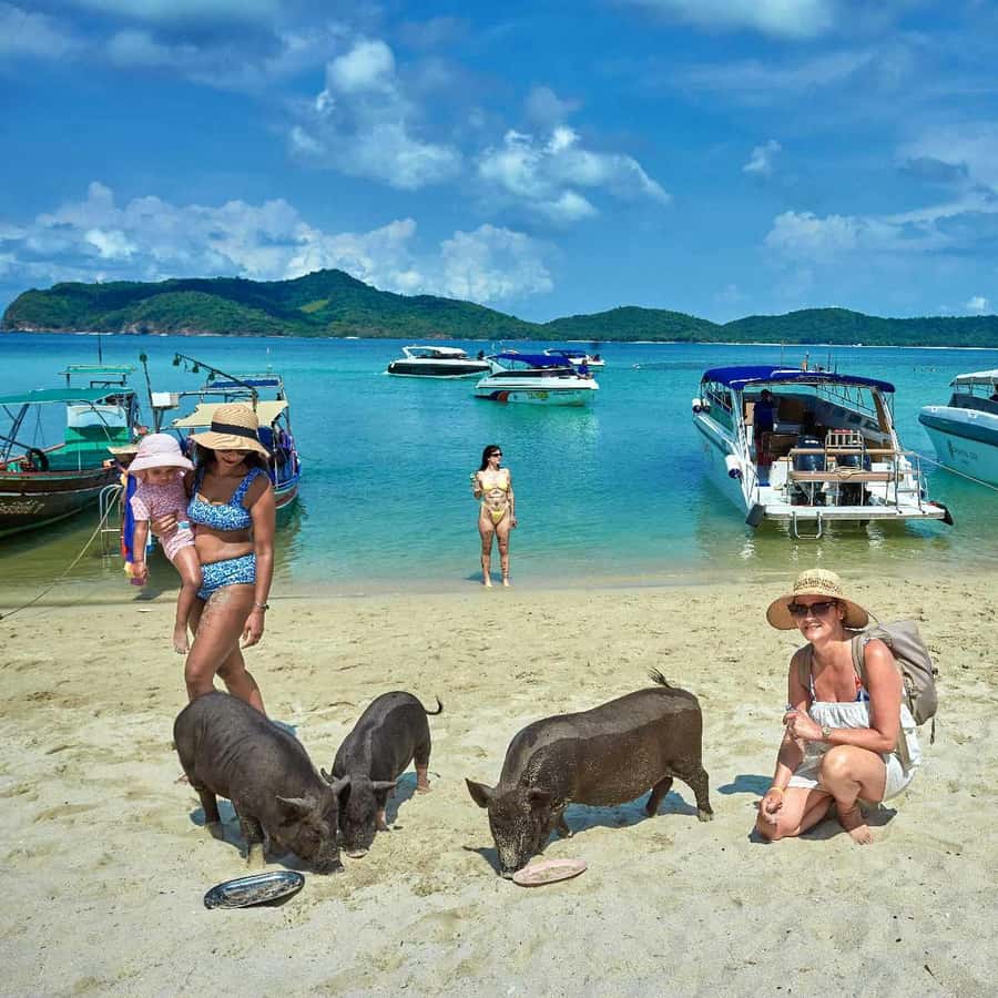 Koh Samui: Pig Island Tour by Speedboat with Snorkeling