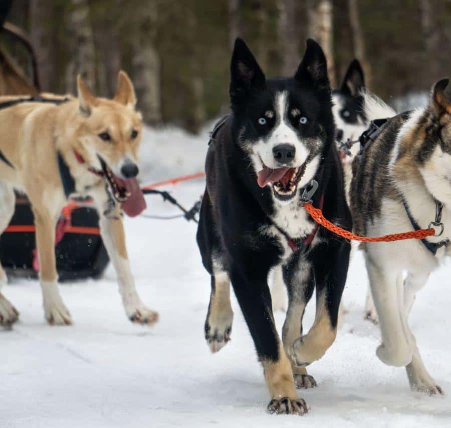 Levi: Km Husky Sledding Ride in Levi GetYourGuide