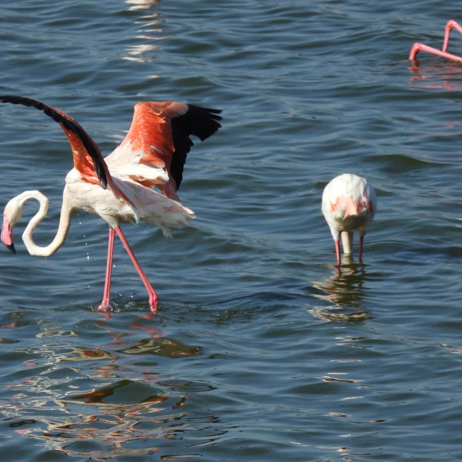 6일 탄자니아 투어 누우 대이동 | GetYourGuide