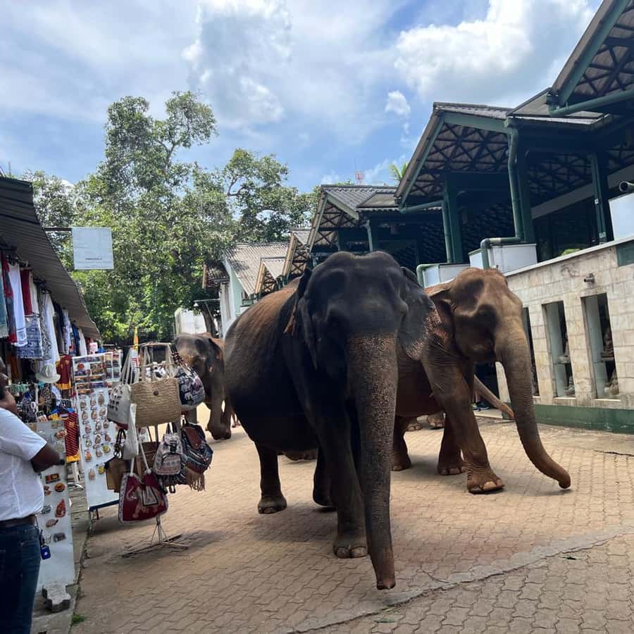Excursão de um dia a Pinnawala a partir de Kandy (tour particular) |  GetYourGuide, image size:900x900