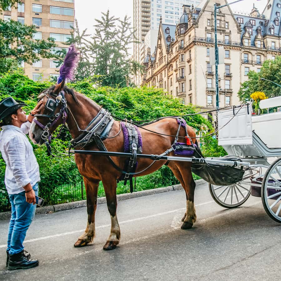 NYC: Guided Central Park Horse Carriage Ride