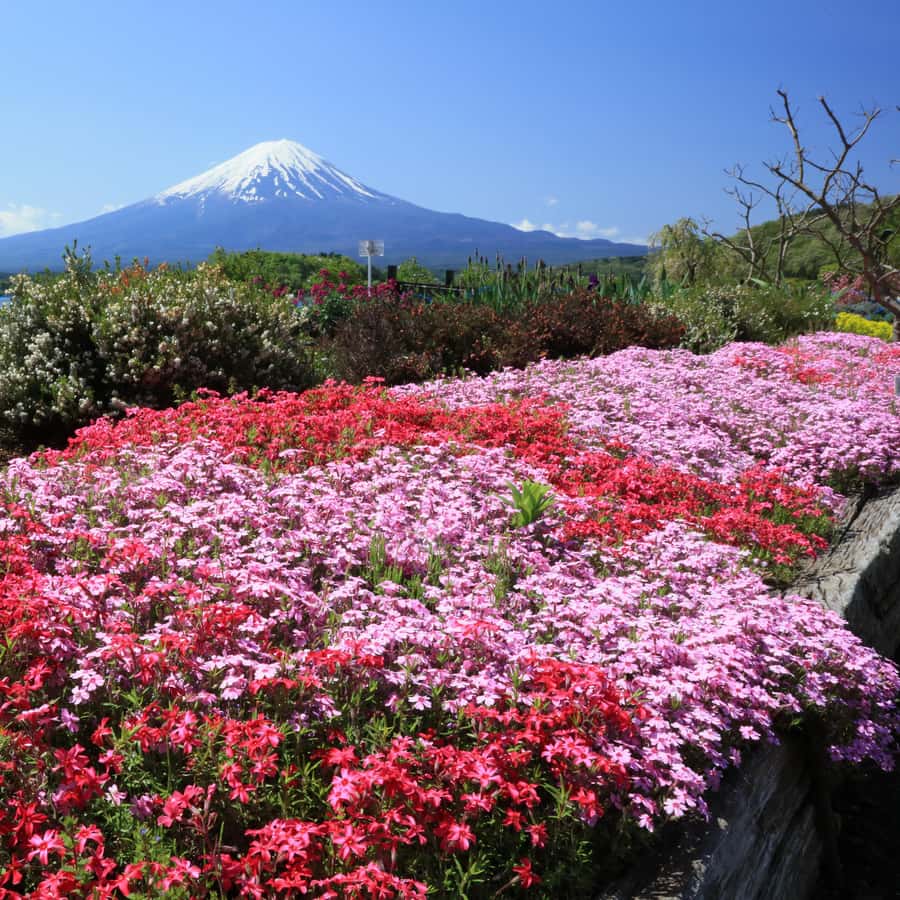 【御利益】富士山登頂　山 初期 スーパーレア PSA8 御利益】富士山登頂 山 初期 スーパーレア PSA8 - メルカリ