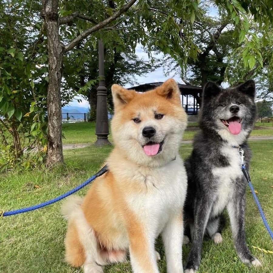American Akita What Kind Of Dog Is In Hachi Japanese Akita Puppy
