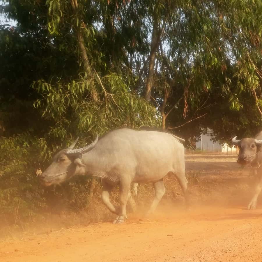 Colagem de mídia