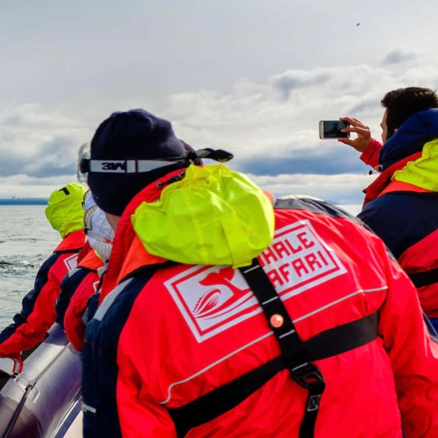 Reykjavik: Whale and Puffin Watching RIB Boat Tour