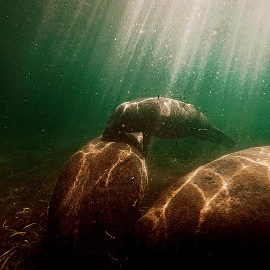 San Juan: Snorkel with Manatees and Turtles with Free Video