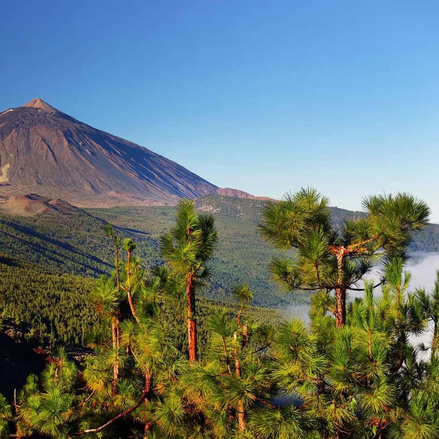 Tenerife: Jet Ski Tour with Optional Quad Trip
