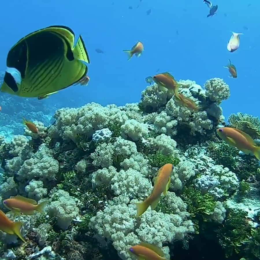 Galería de fotos para redes