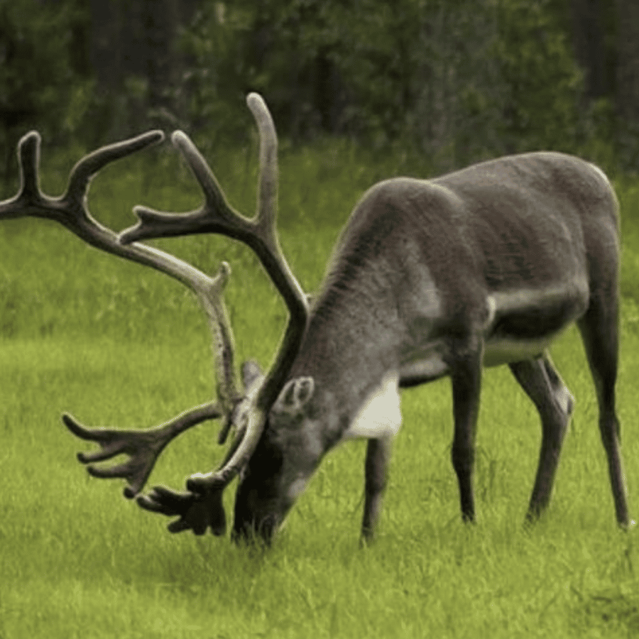 ホニングスヴォーグ：トナカイとサーミの家族と行くノースケープツアー