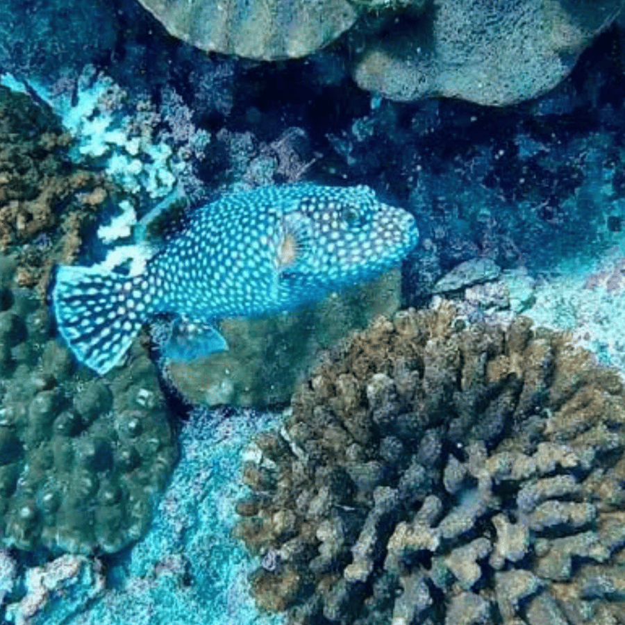 Uvita: Snorkling på øya Caño | GetYourGuide, image size:900x900