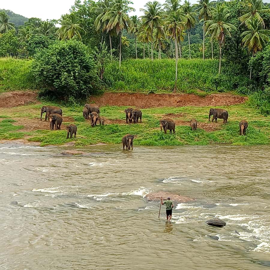 Excursão de um dia a Pinnawala e Kandy saindo de Colombo ou Negombo |  GetYourGuide, image size:900x900