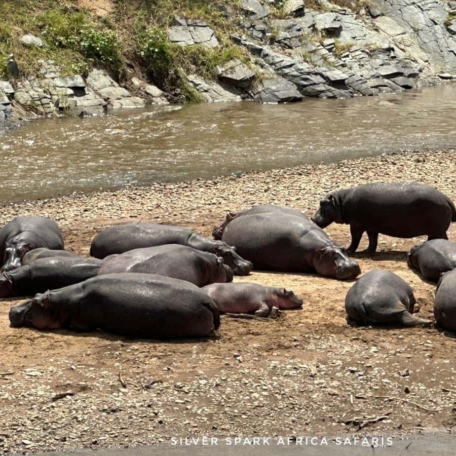 Mangeur d'hommes : Parc de Tsavo Est, Réserve d'Amboseli, Parc de L Nakuru  | GetYourGuide, image size:900x900