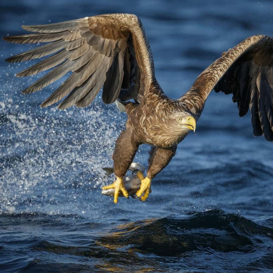 Galería de fotos para redes