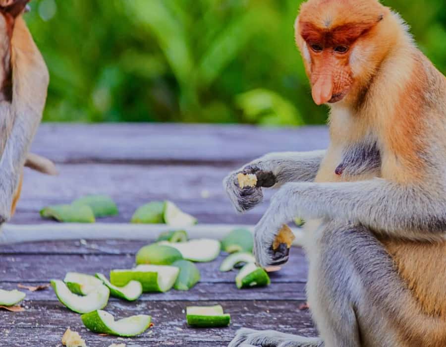 Talabalar uchun jinsiy aloqa, rus tili