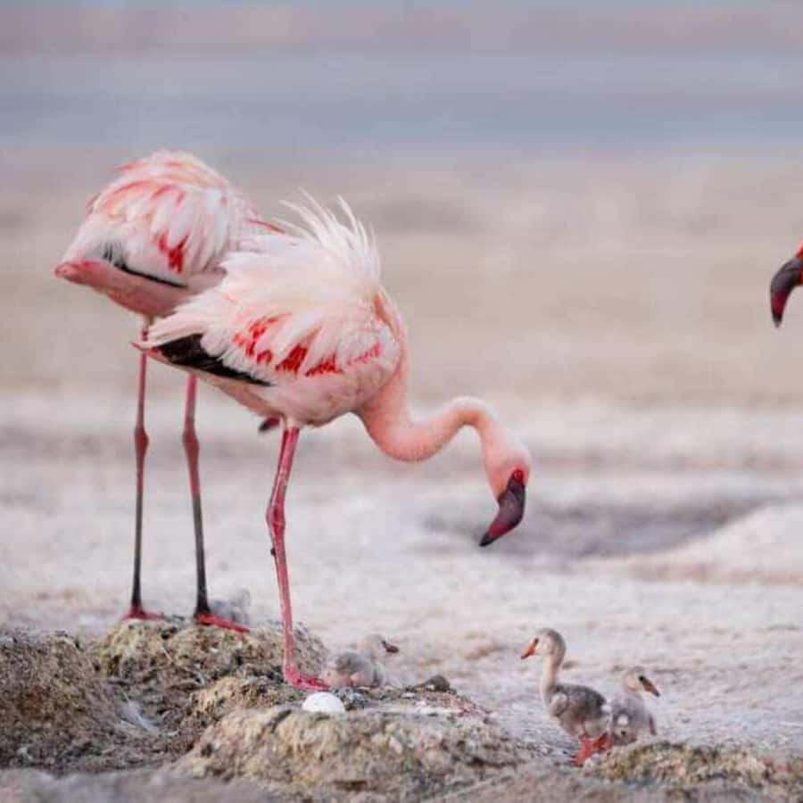 나트론 호수 당일 여행 | GetYourGuide