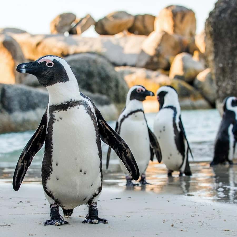 جولة خاصة: كيب أوف جود هوب\u0026gt;تشابمان\u0026gt;البطريق\u0026gt;جزيرة الختم |  GetYourGuide, image size:900x900