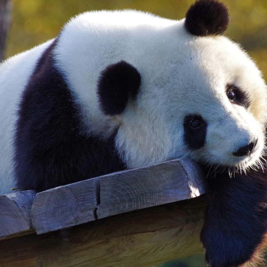 Galería de fotos para redes