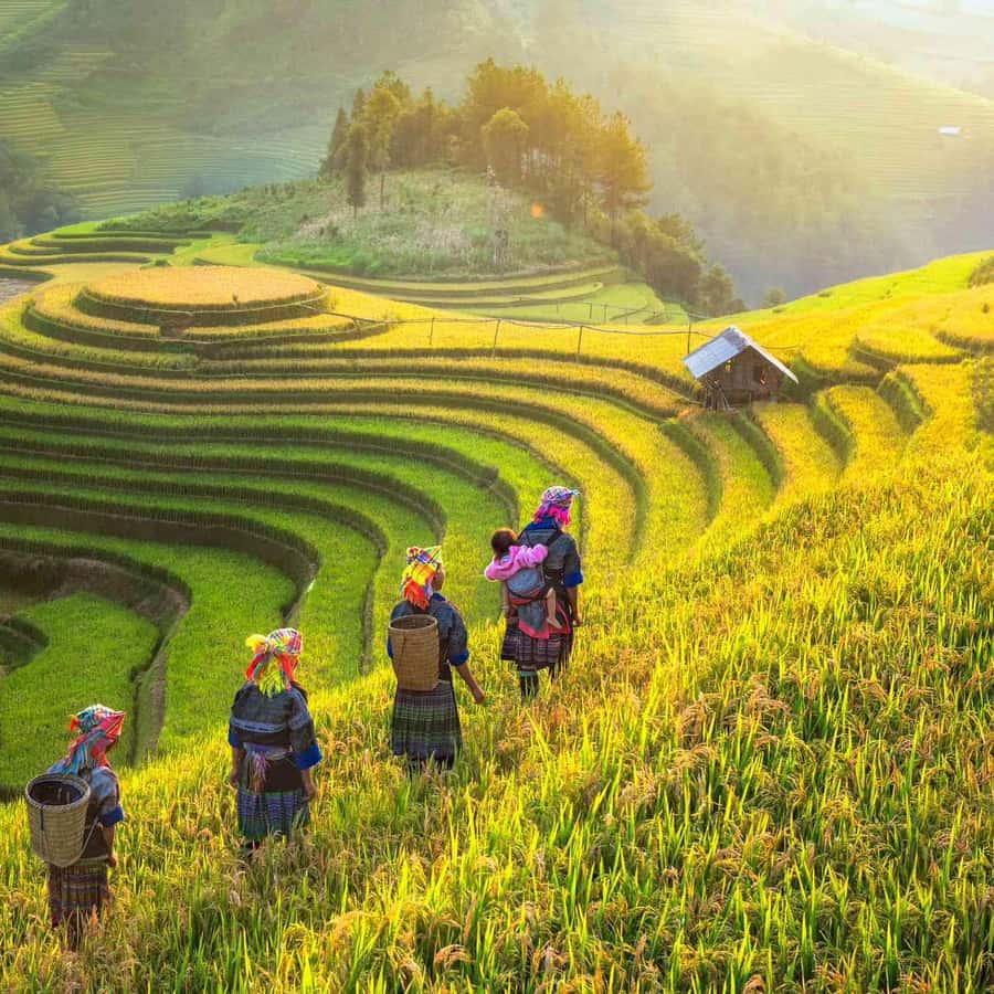 From Hanoi: 3-Day Sapa Trekking (sleep at hotel & homestay)