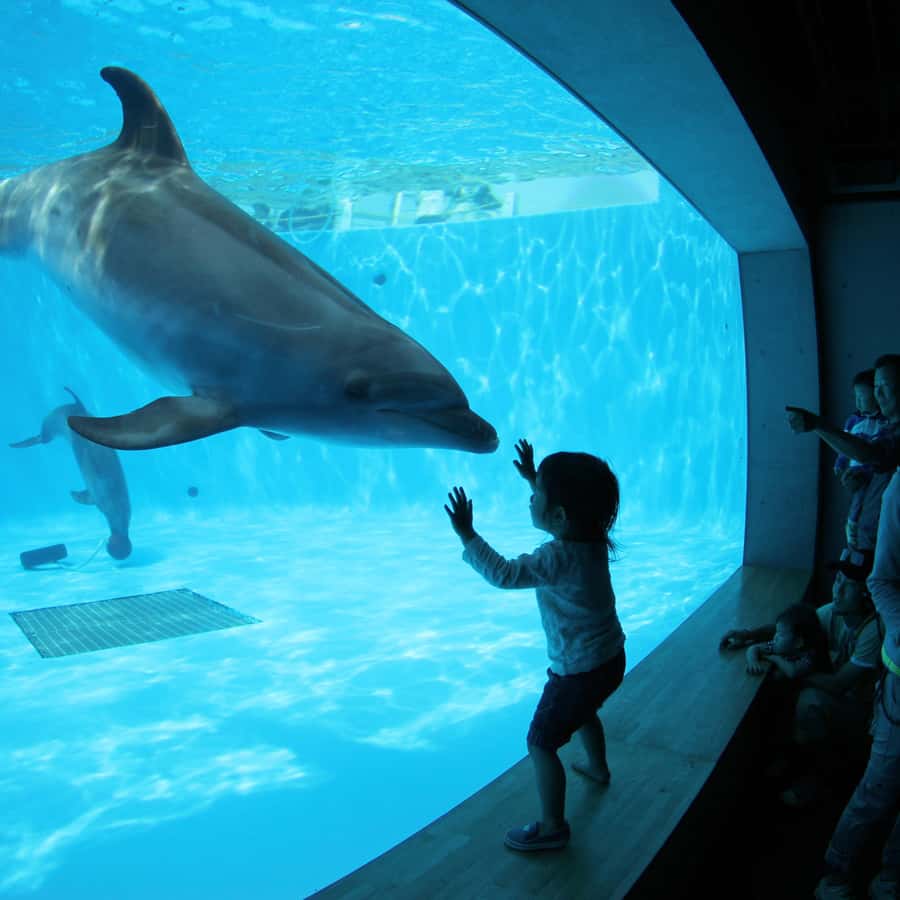 Kujukushima: Aquarium Umikirara Admission Ticket