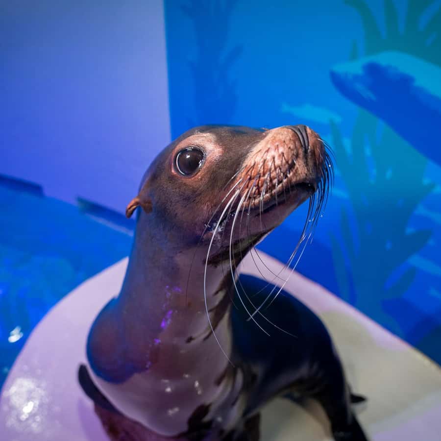 メディア コラージュ