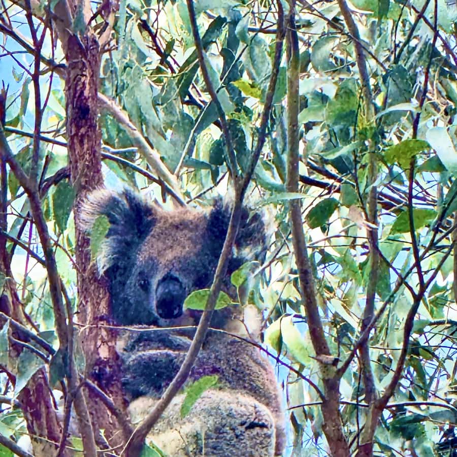Melbourne: Great Ocean Road Rev Route - Avoid Crowds