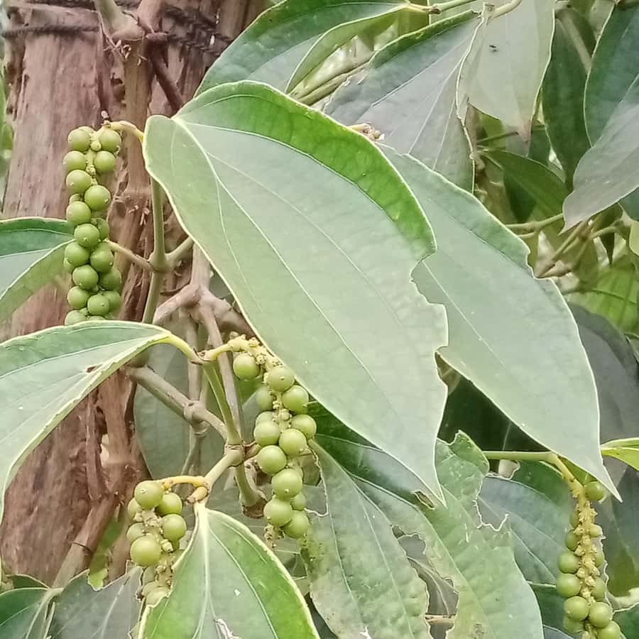 Colagem de mídia