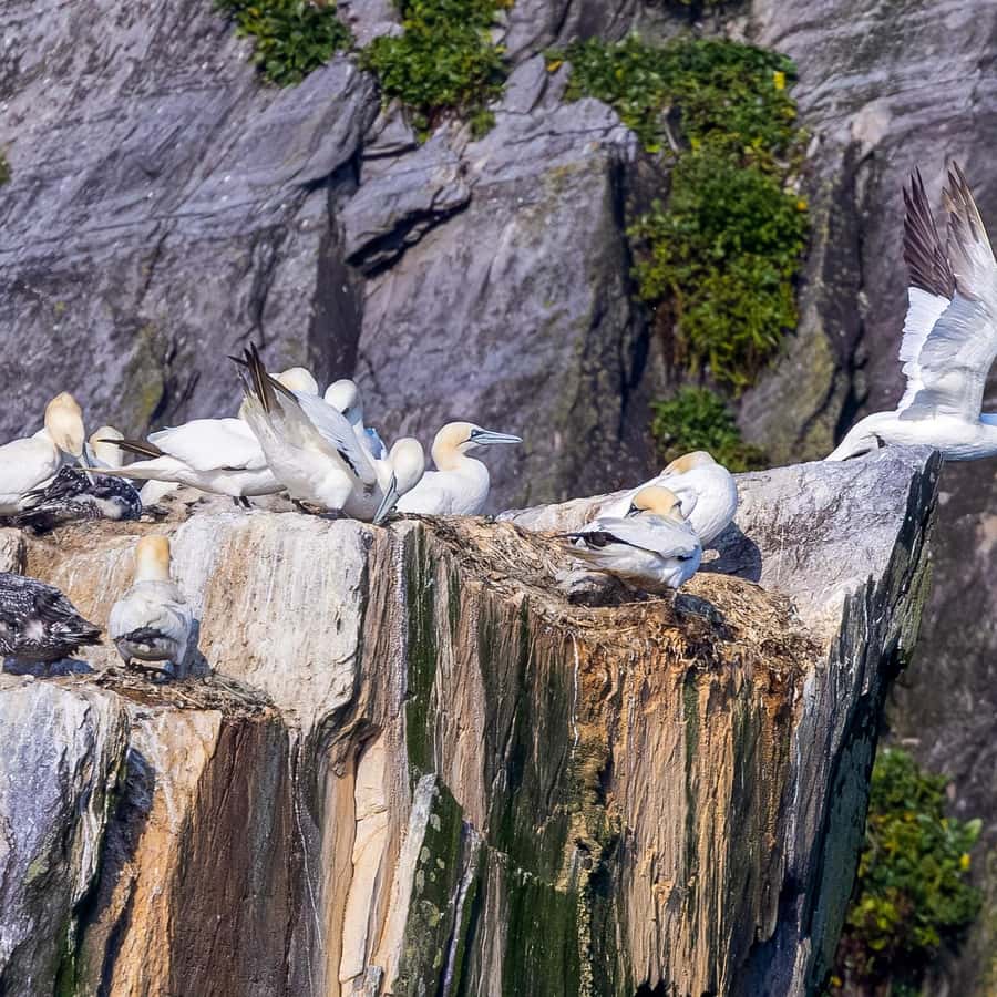 Galería de fotos para redes
