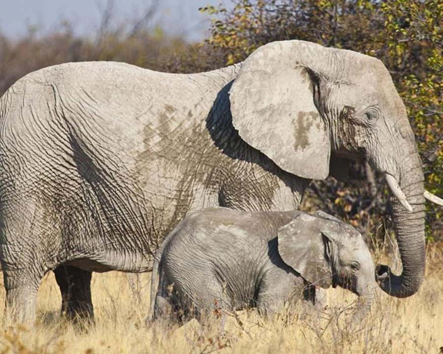 Galería de fotos para redes
