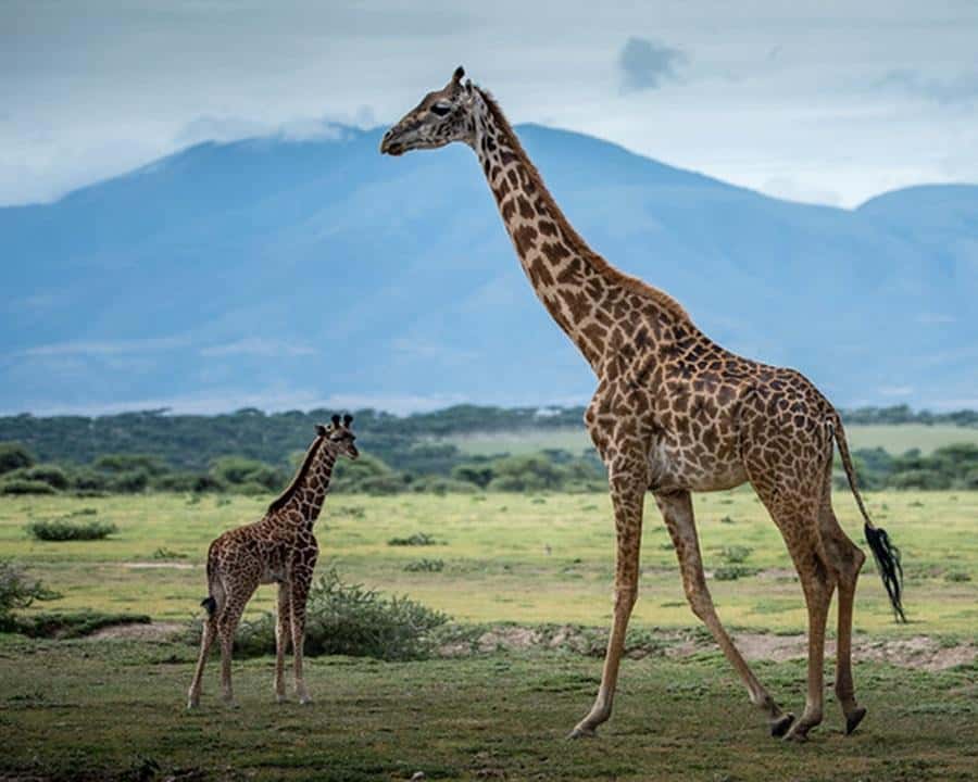 Galería de fotos para redes