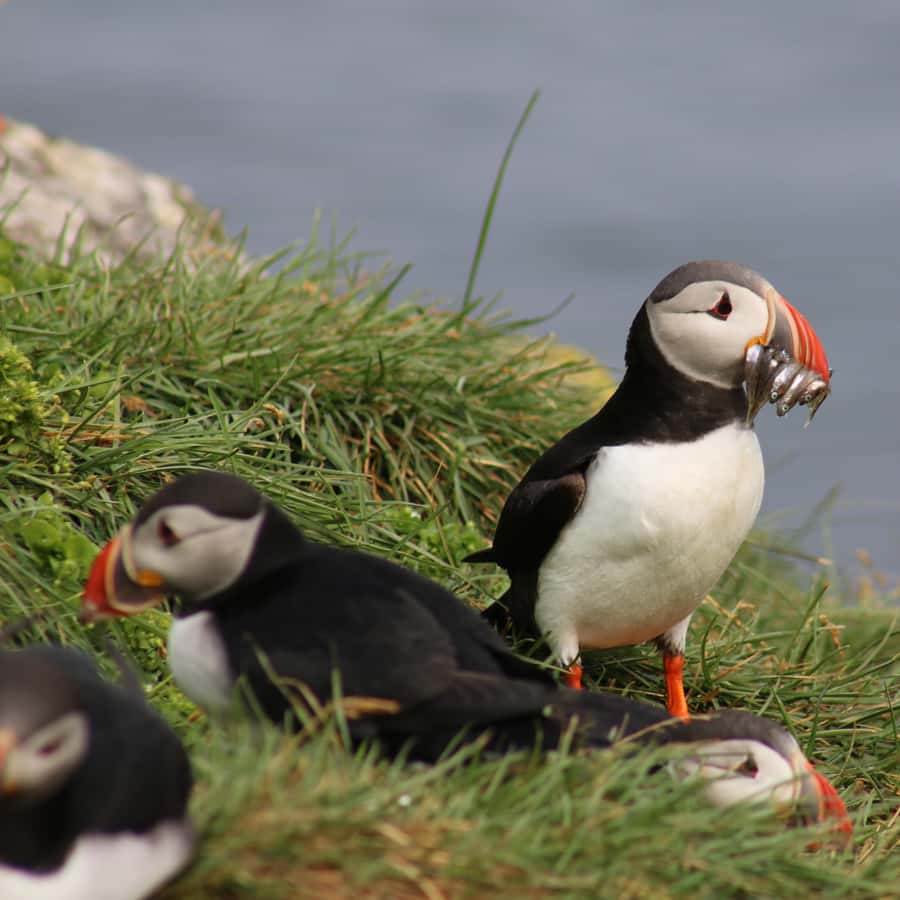Reykjavik: Puffin Watching Tour