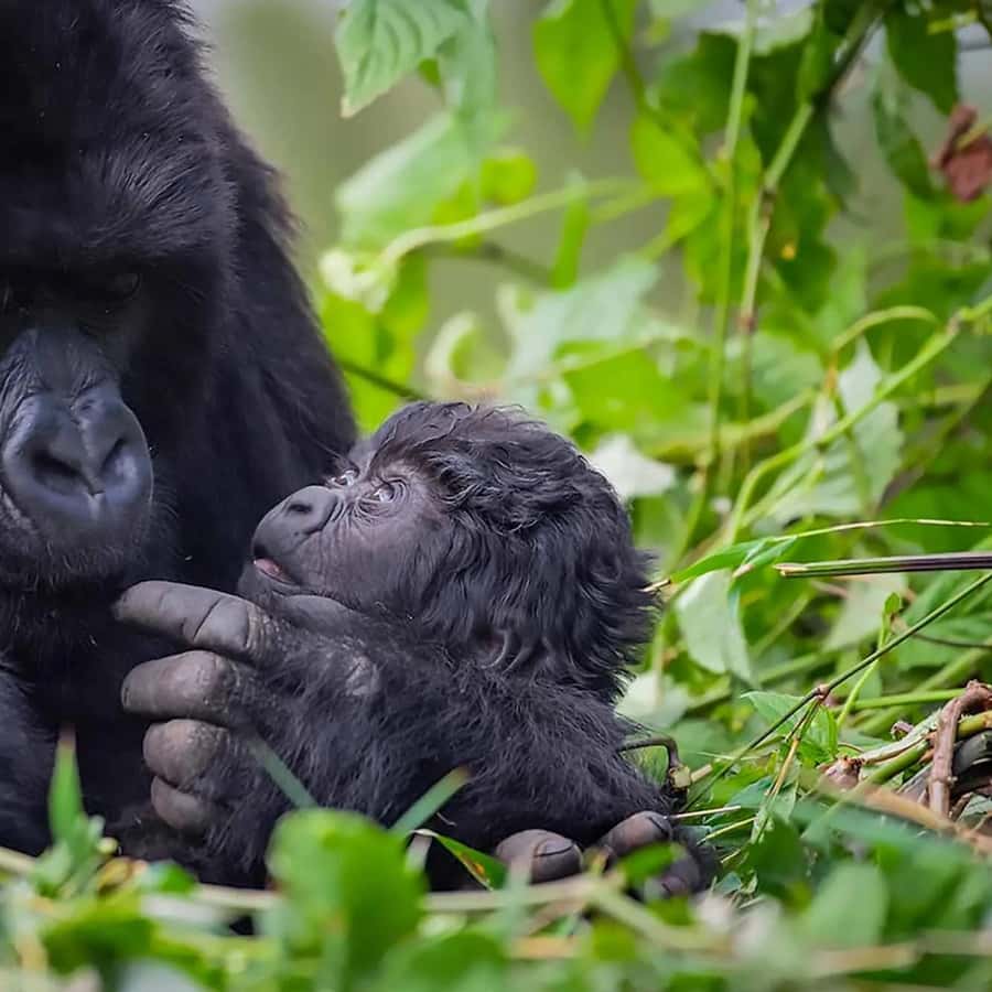 ルワンダ：ゴリラとゴールデンモンキー・トレッキング付きサファリ5