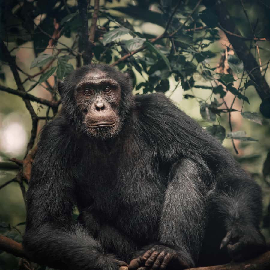 ンガンバ島チンパンジー 1 日ツアー | GetYourGuide