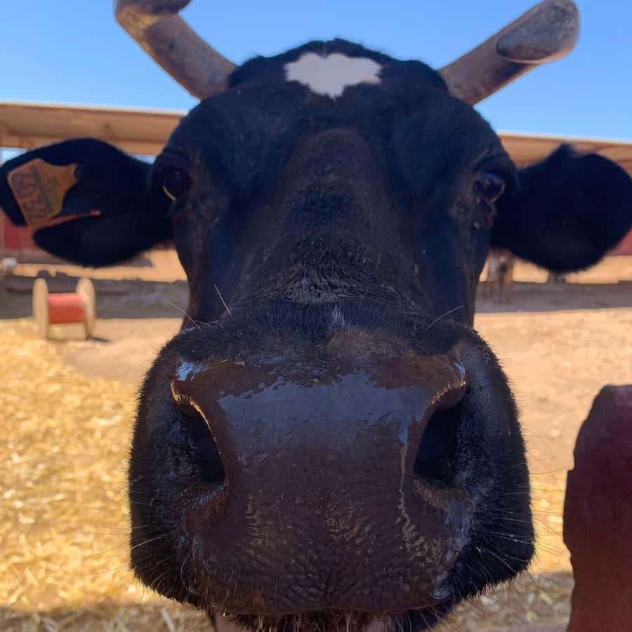 The Animal Academy Shelter Tour GetYourGuide