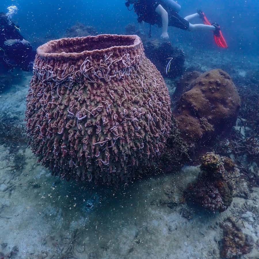 Koh Samui: Dive Tour to Koh Tao | GetYourGuide