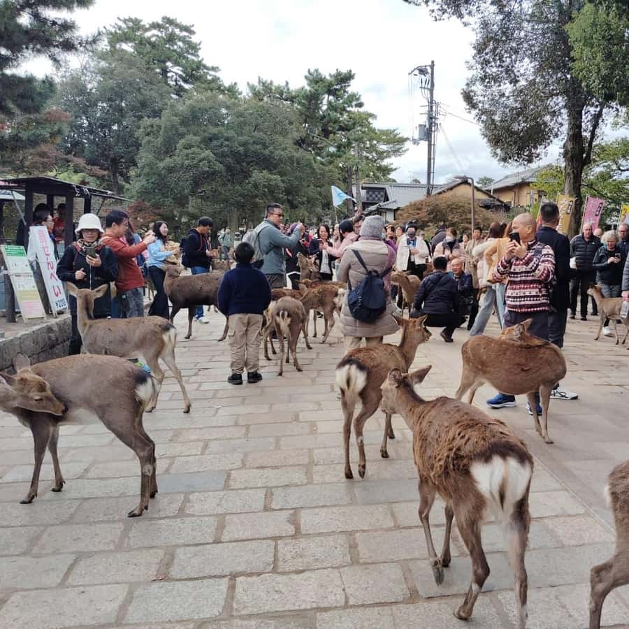 Colagem de mídia