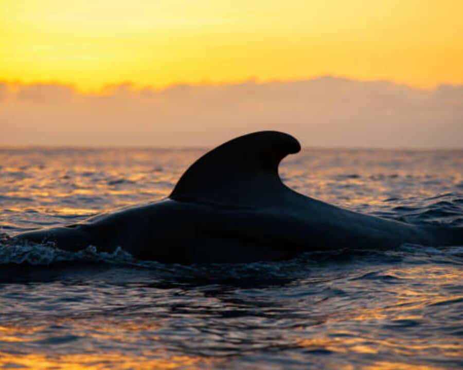 Galería de fotos para redes