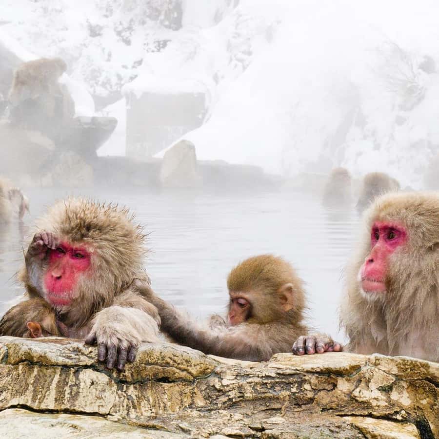 Alla Yuryevna porno dars