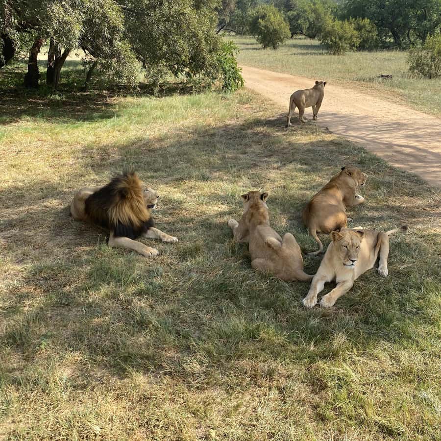 メディア コラージュ