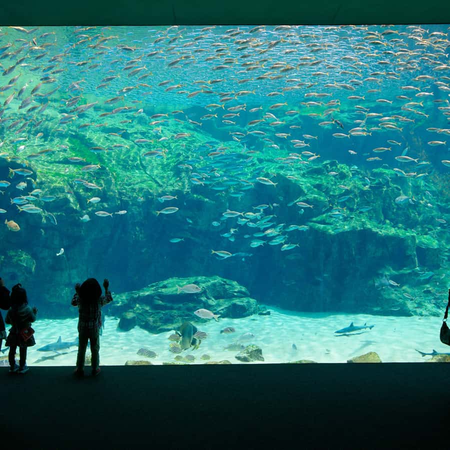 Kujukushima: Aquarium Umikirara Admission Ticket