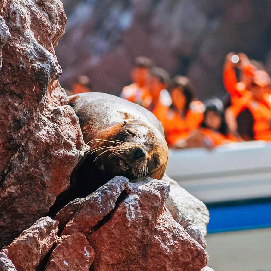 Galería de fotos para redes