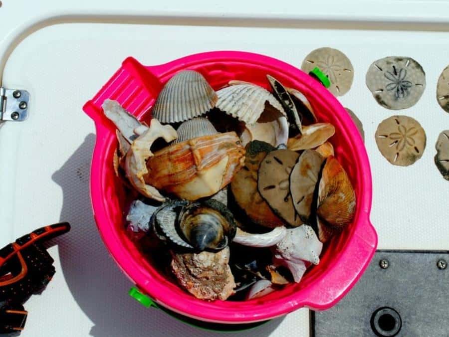Charleston: Morris Island Lighthouse Eco-Boat Tour