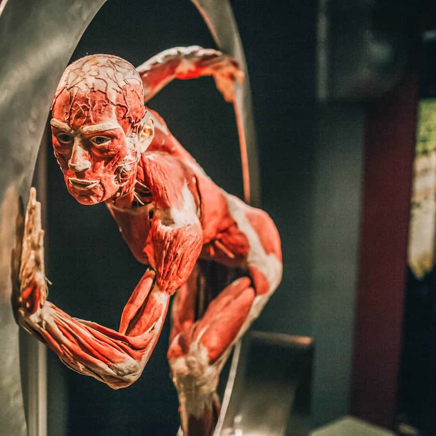 Galería de fotos para redes