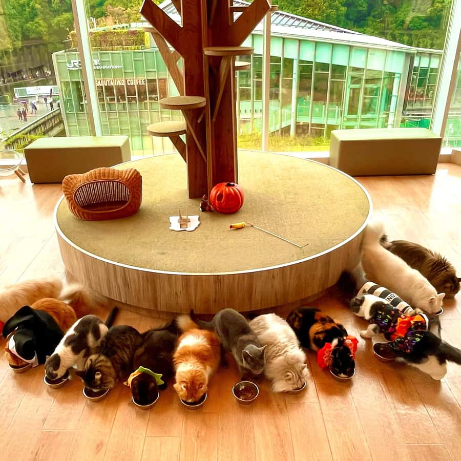 Tokyo: Gotokuji Lucky Cat Temple Harajuku Shibuya Cat Cafe