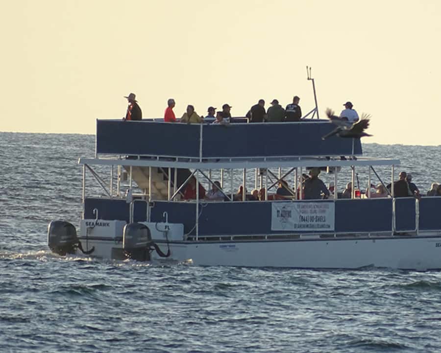 Panama City: Sunset Dolphin Cruise in St. Andrews Bay