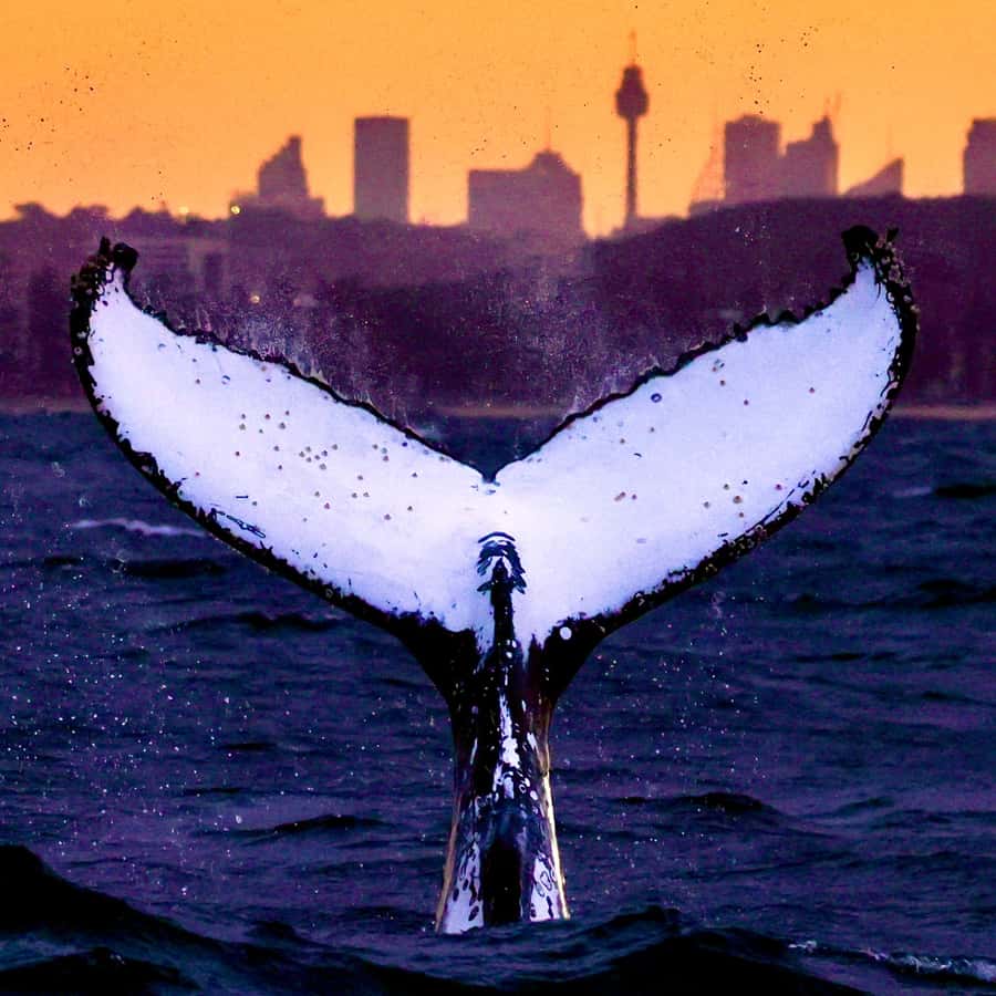 シドニー：絶景クジラウォッチングクルーズ - クジラ保証付き