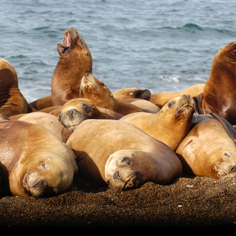 从蓬塔马德林出发：瓦尔德斯半岛全天游| GetYourGuide, image size:900x900